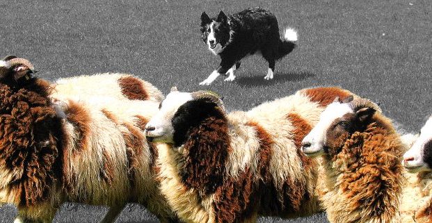 Wool production continues to be a major segment of Central Scotland's dominant industry: agriculture.