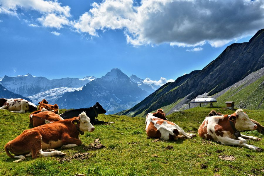 THE BERNESE OBERLAND - Lazy cows on Chrinnenboden Alp above First with the Eiger North Wall.