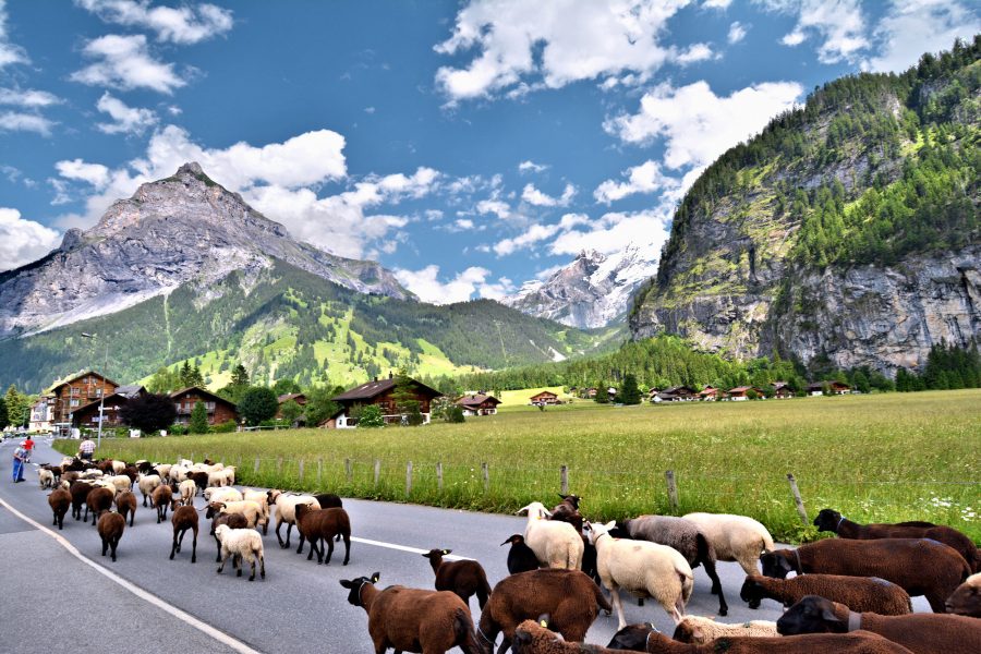 THE BERNESE OBERLAND - Sheep flocking into Kandersteg.