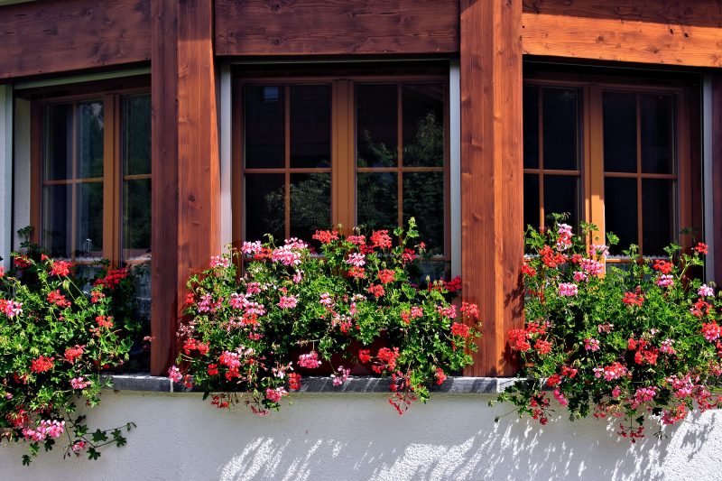 Chalet Altels - Geraniums in window boxes