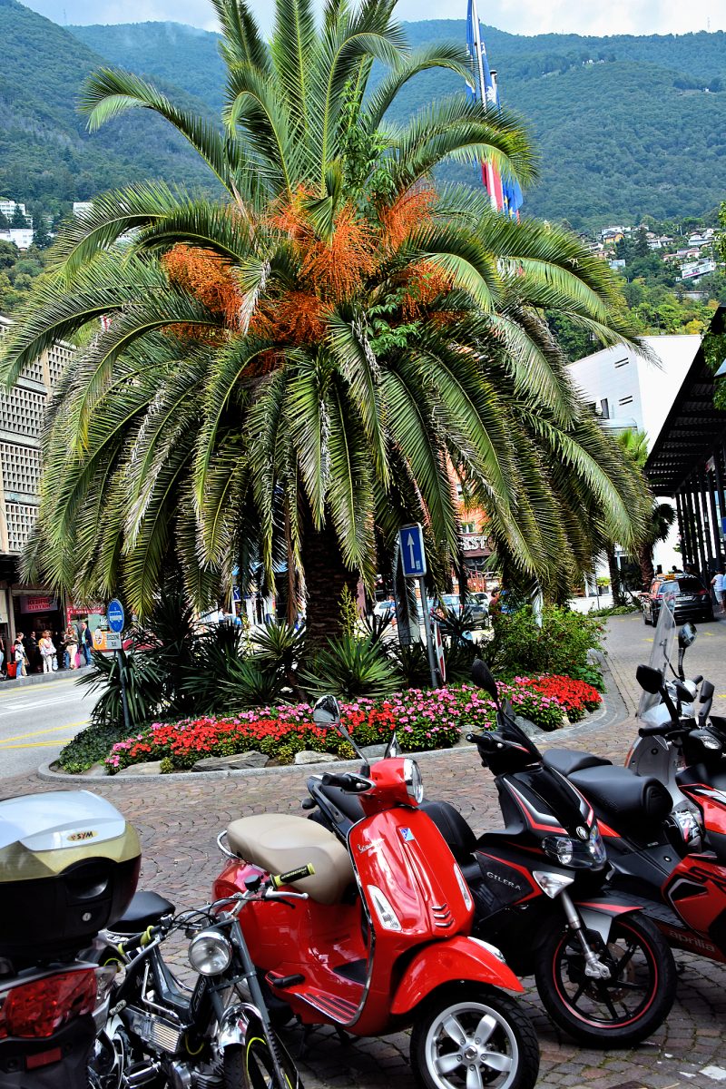 New Town — Scooters and Palms.