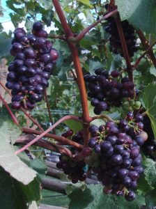 Ticino - Italian Switzerland - Ripe Wine Grapes on the vine