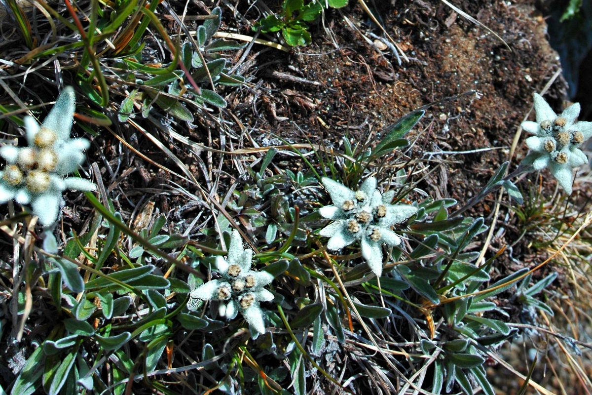 Edelweiss, usually found in remote habitats above treeline.