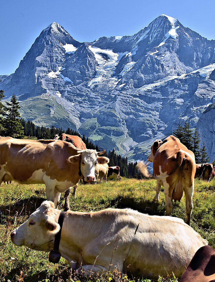 The Bernese Alps are Cheese Alps