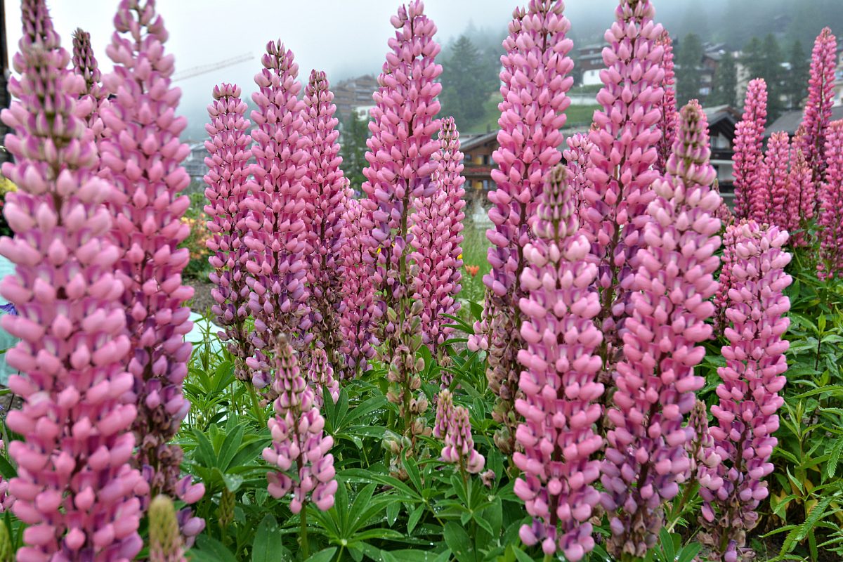 Dewey lupins thriving in a Zermatt garden.