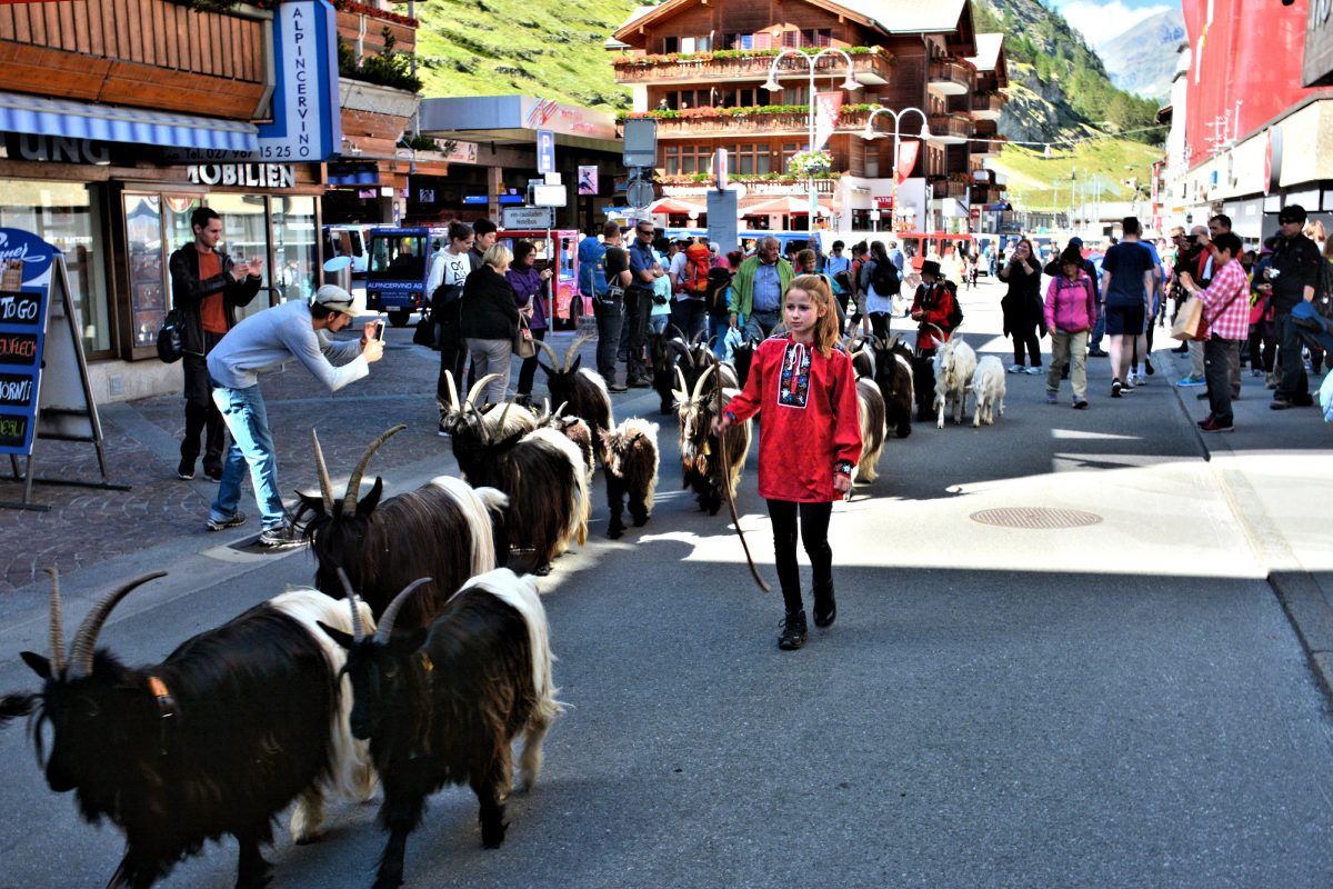 Morning Goat Parade on Zermatt's Bahnhofstrasse.