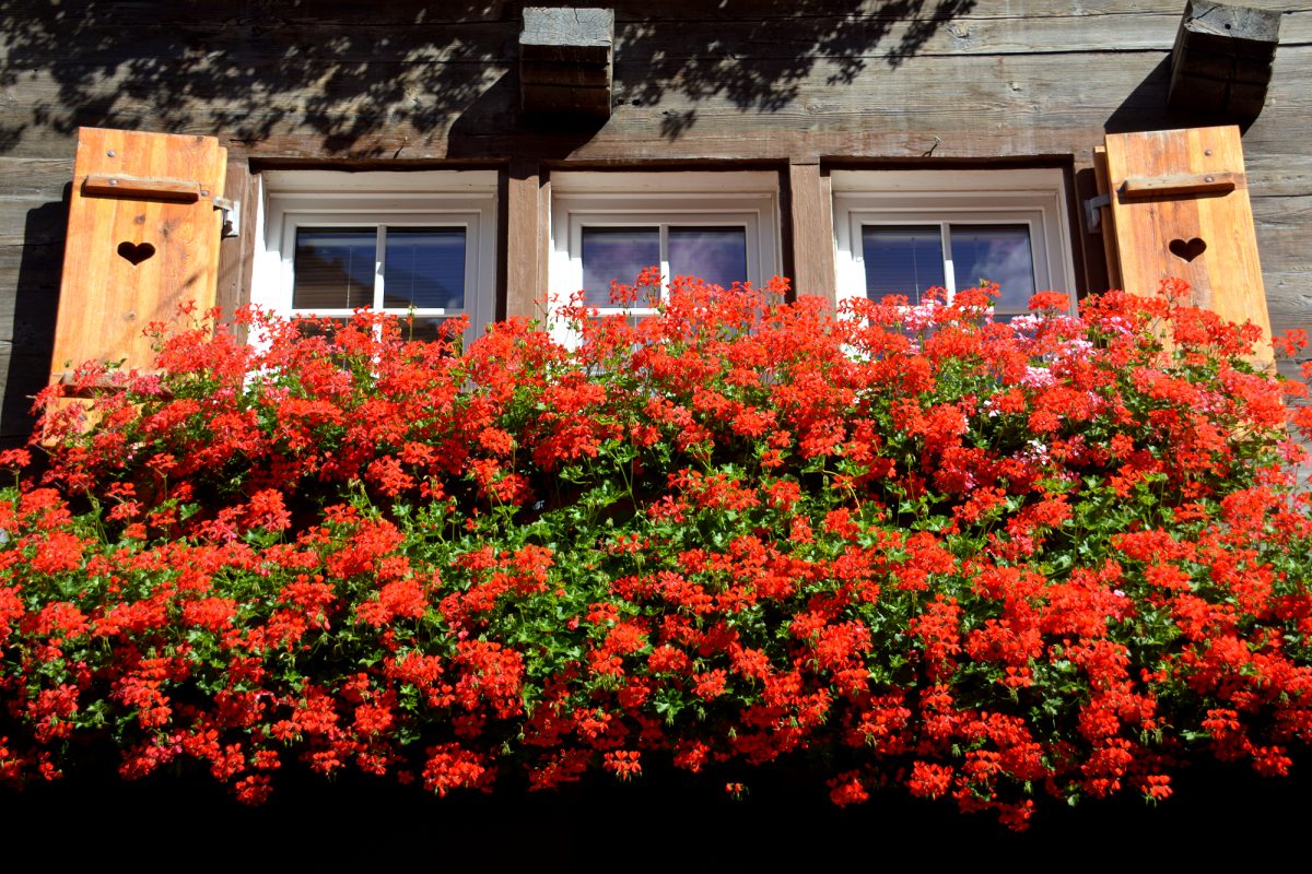 Zermatt - Window box geraniums.