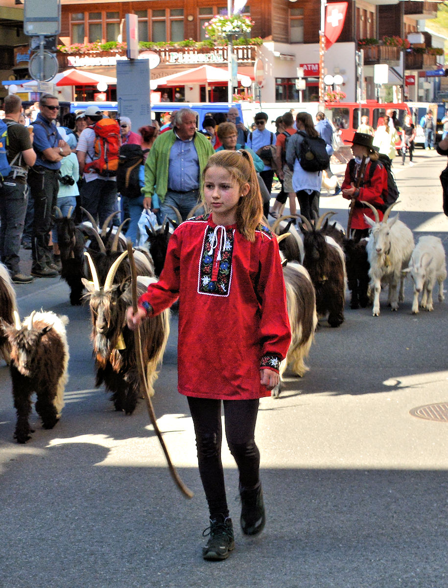 Zermatt - Goatherd Girl leading morning parade up Bahnhofstrasse.