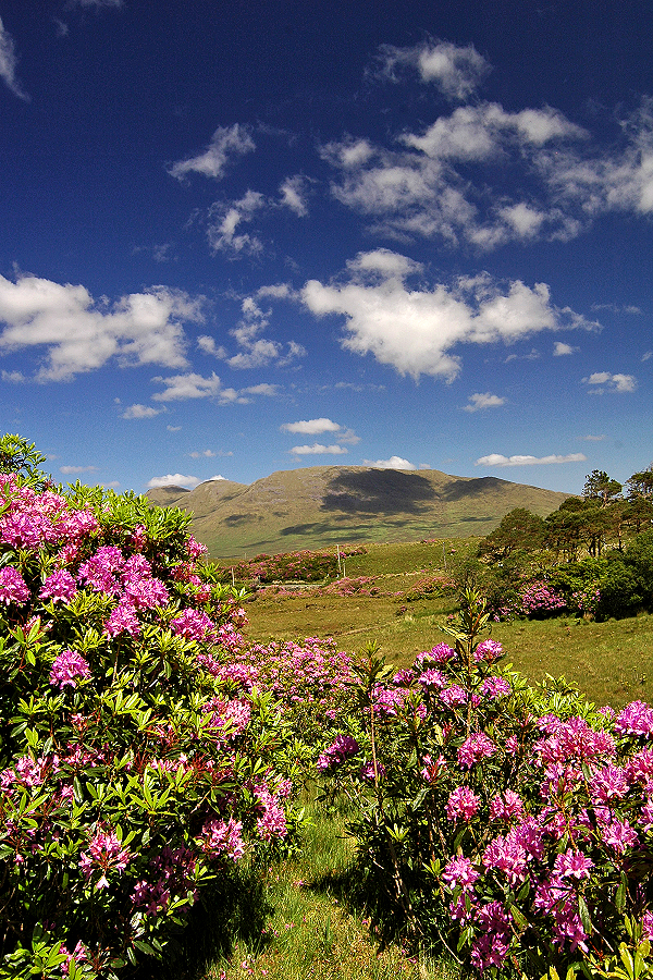 Co. Galway: Rhododendrons in bloom in the spring.