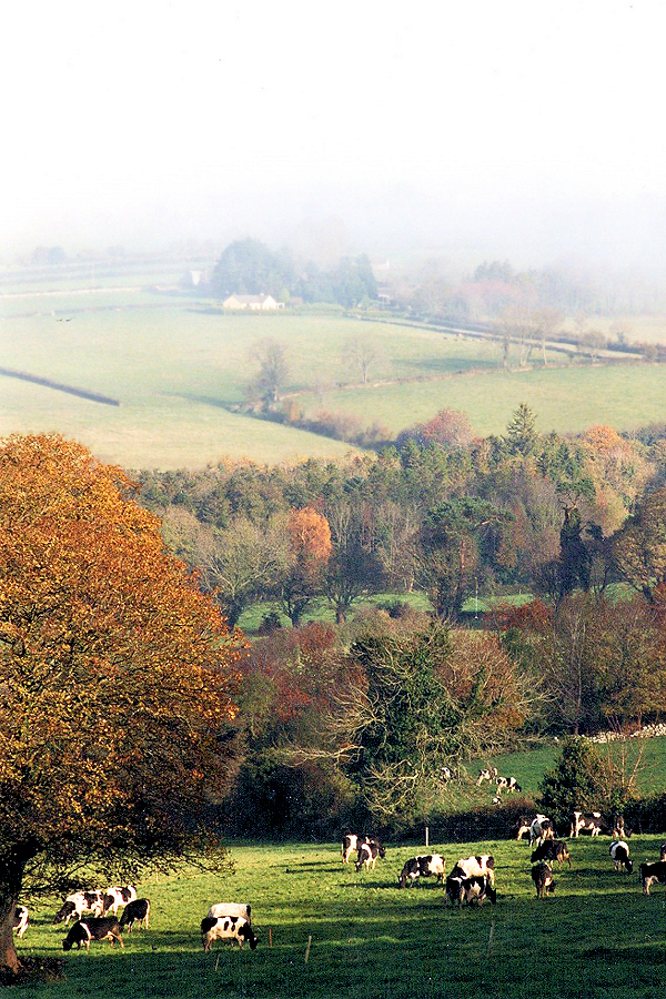 North Tipperary autumn pastoral.