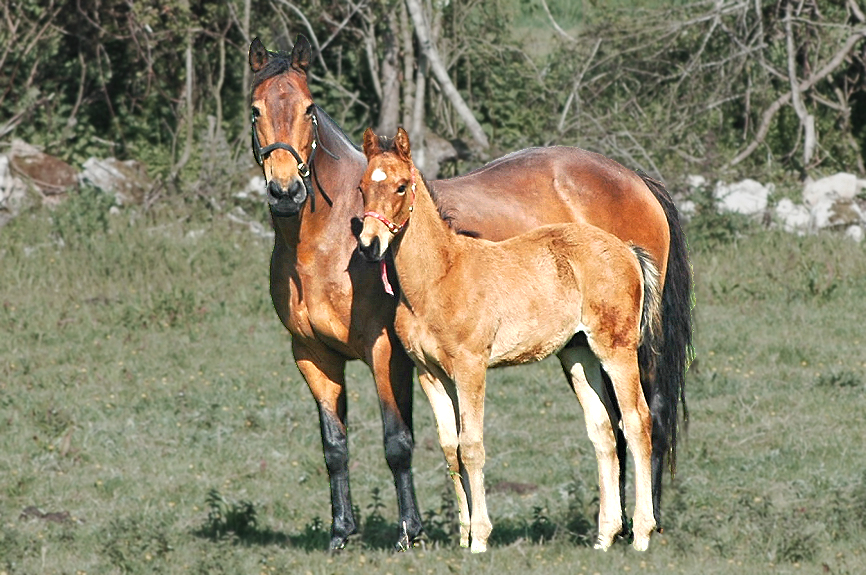 Terryglass, Co. Tipperary: North Riding Cottages — Mare & Foal namesake neighbors. Photo copyright Home At First.