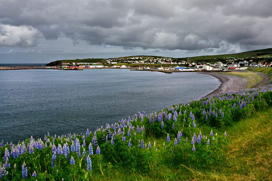 Iceland Landscapes: Husavik bay with invasive lupines. Photo © Home At First.