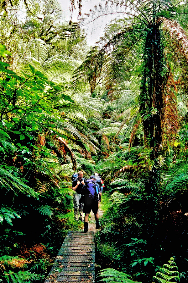 Fiordland: Hiking among tree ferns in the temperate rainforest. Photo © Home At First.