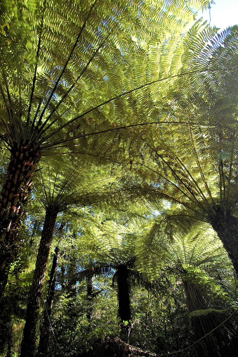 Nelson Region: Fern Trees in Abel Tasman NP - Photo © Home At First.