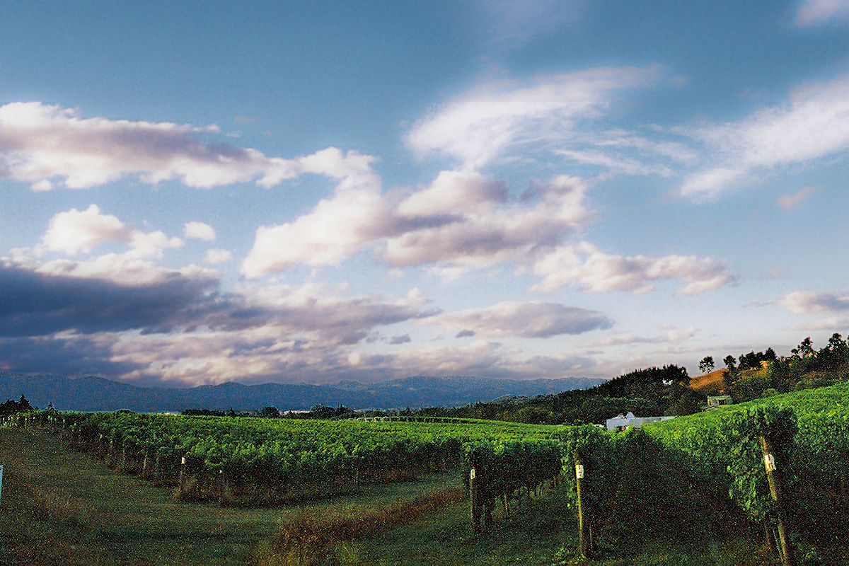 Nelson area vineyard landscape. Photo © Home At First.