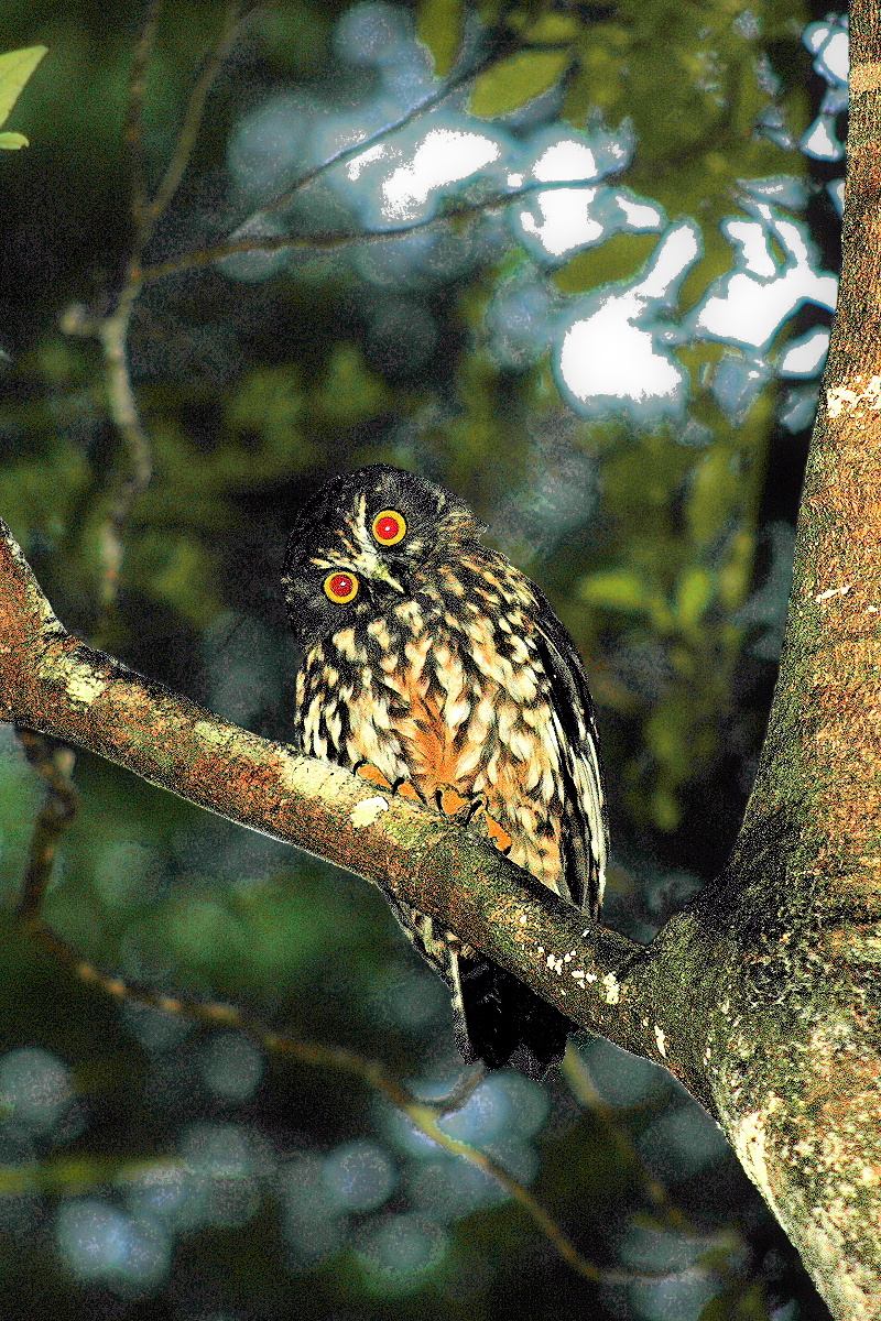 Northland: Morepork Owl in the Puketi Forest at night. Photo copyright Home At First.