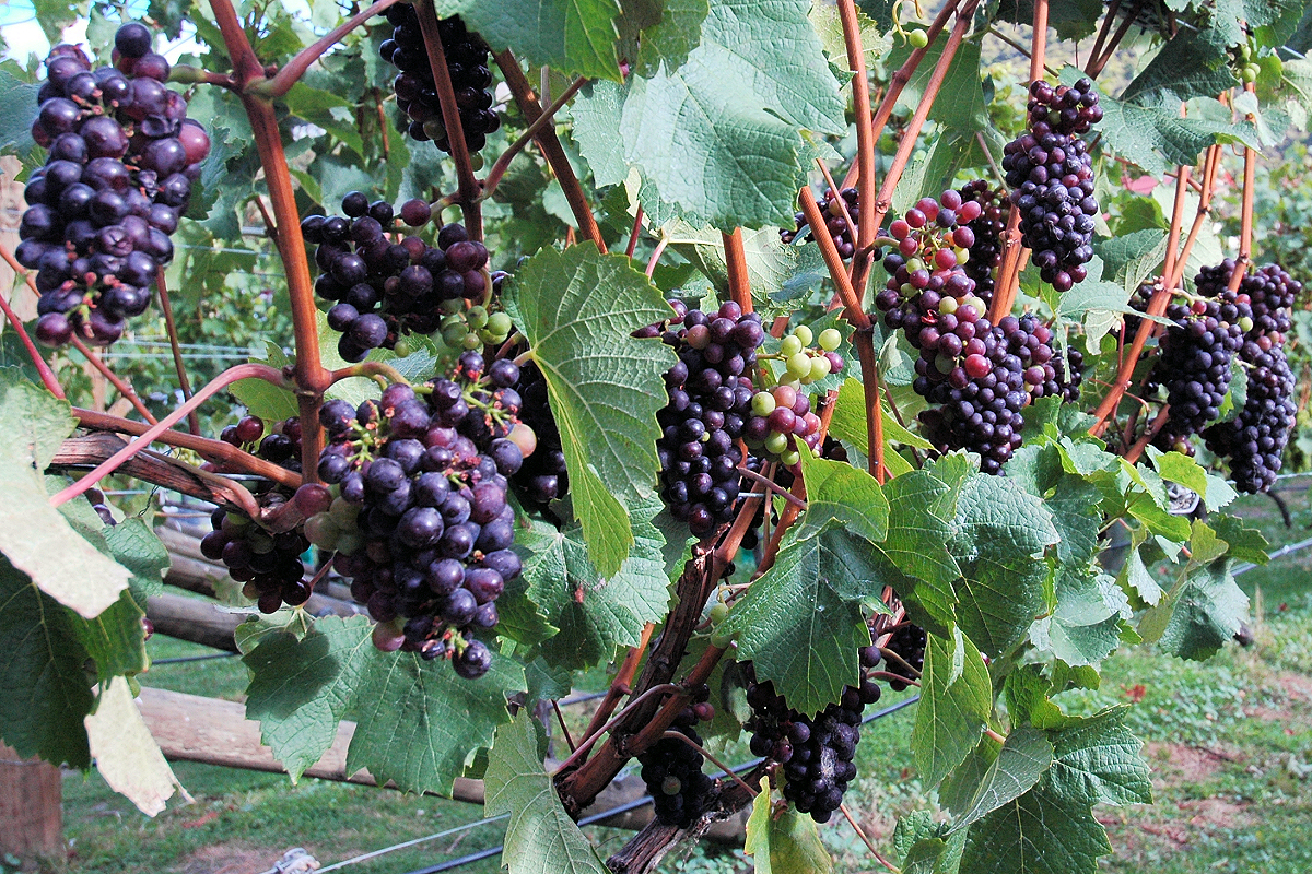 South Island: Queenstown — Pinot Noir grapes at Gibbston Valley Winery. Photo copyright Home At First.
