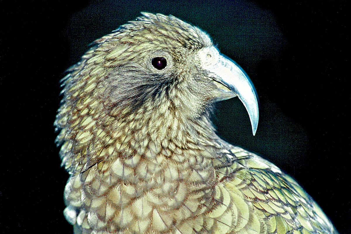 Fiordland: Cheeky Kia at Routeburn Falls Hut. Photo © Home At First.