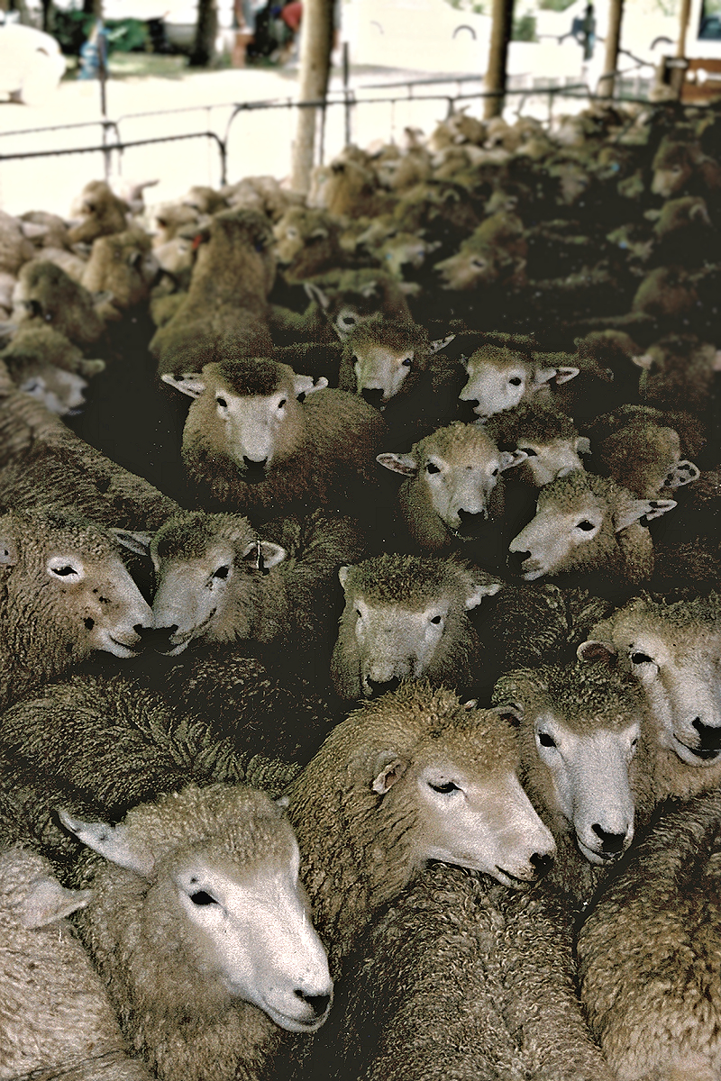 South Island: Marlborough — Merino Sheep crowd in a pen. Photo © Home At First.