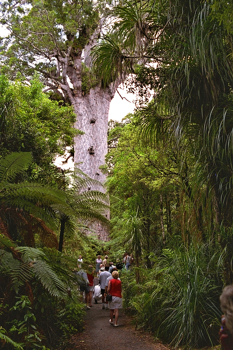 North Island: Northland - Tane Mahuta Kauri Lord of the Forest. Photo © Home At First.
