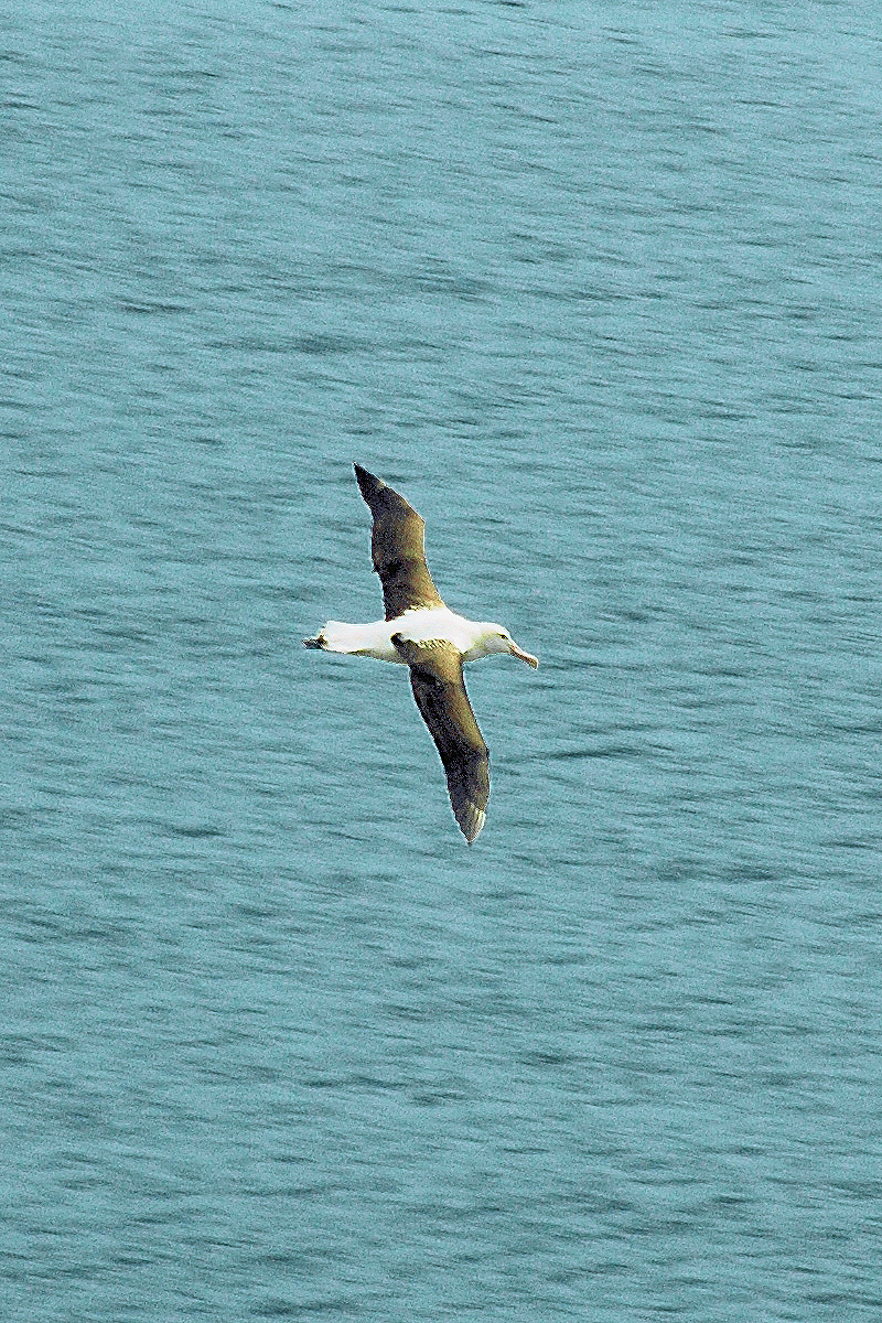 South Island: Dunedin Region - Young Albatross tries its wings. Photo © Home At First.