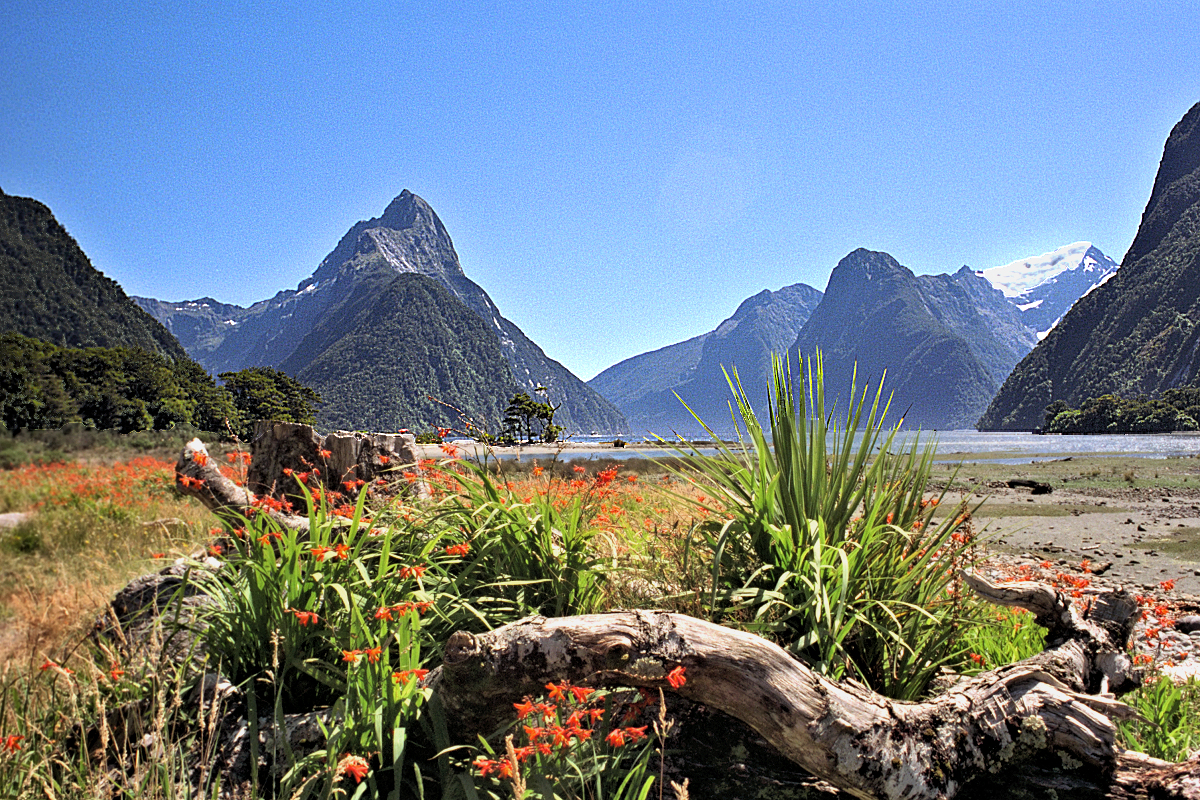 South Island: Fiordland — Milford Sound in bloom 1. Photo © Home At First.