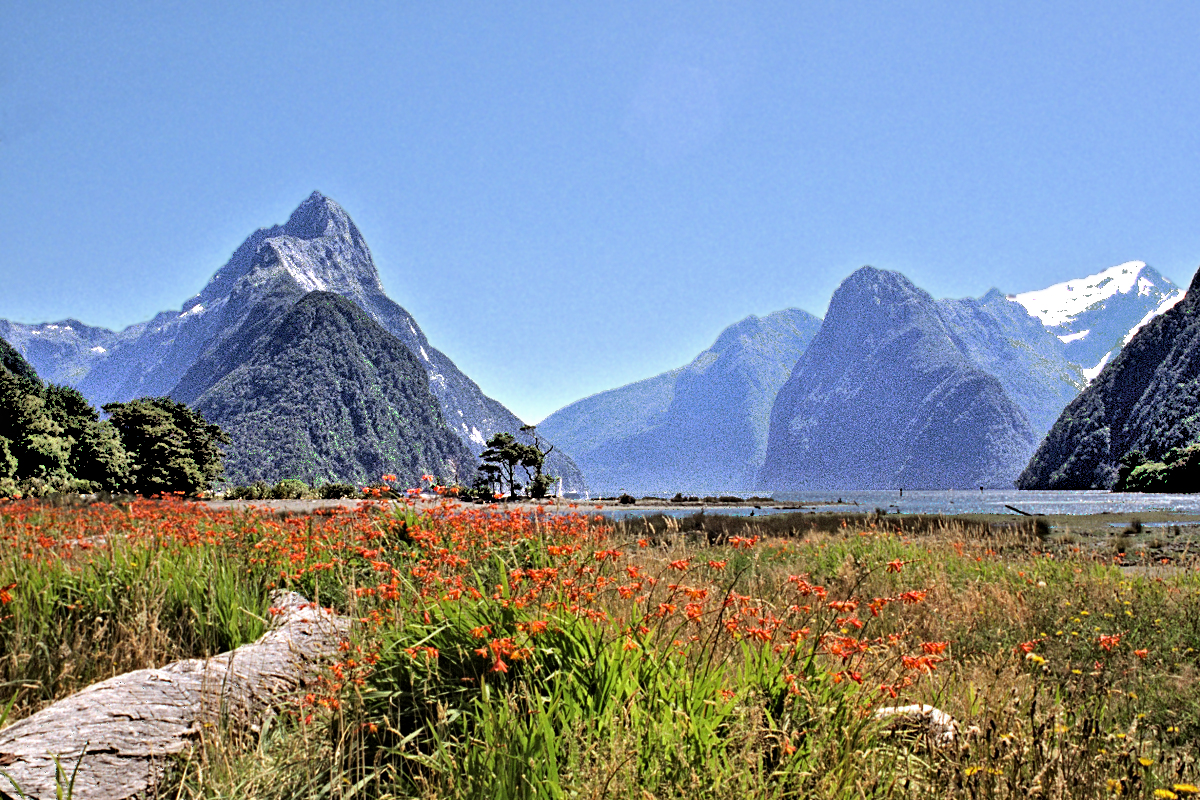 South Island: Fiordland — Milford Sound in bloom 2. Photo © Home At First.