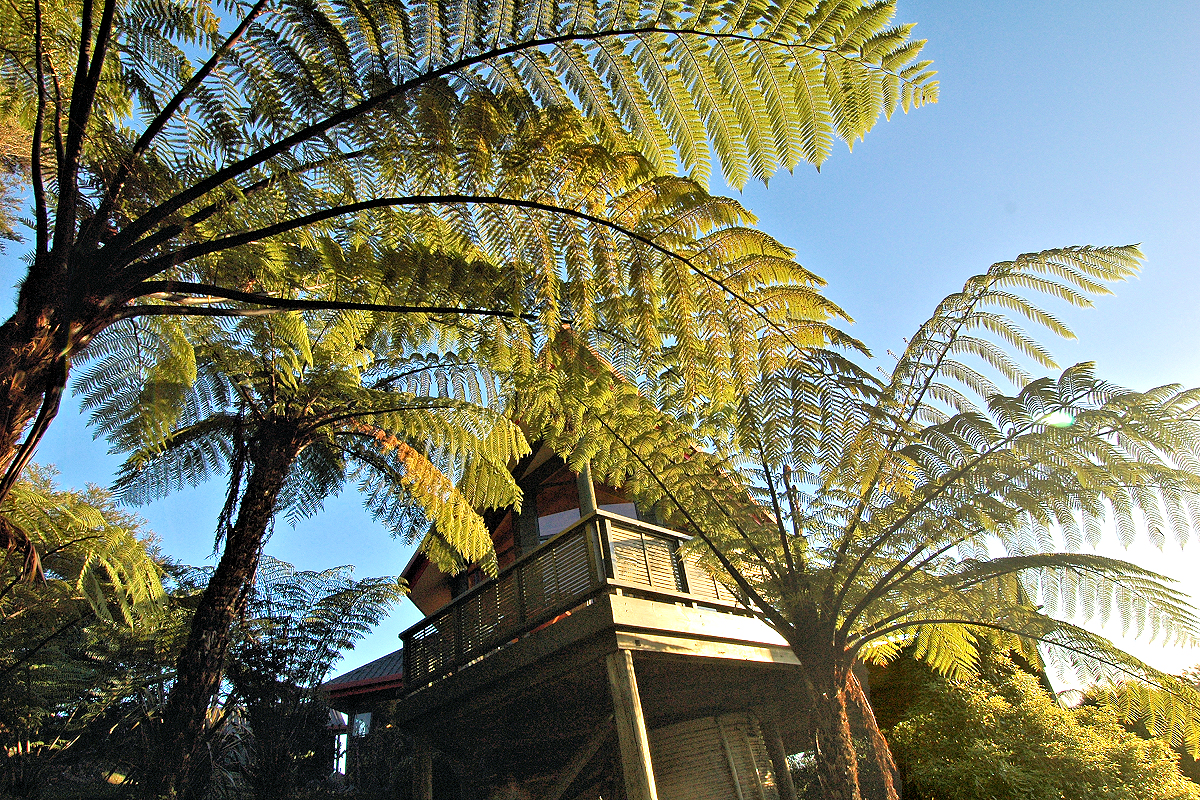Coromandel: Treehouse Inn exterior. Photo © Home At First.