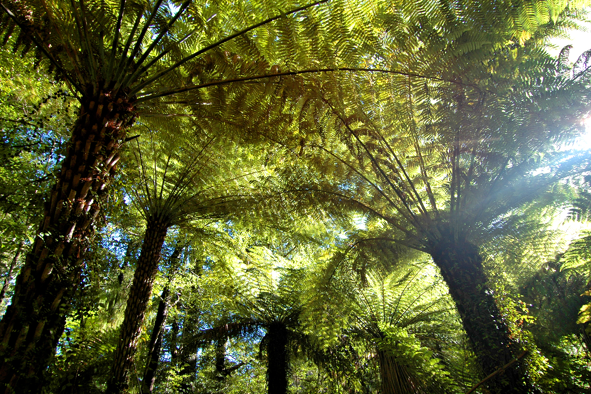 Nelson Region: Fern trees in Abel Tasman National Park. Photo © Home At First.
