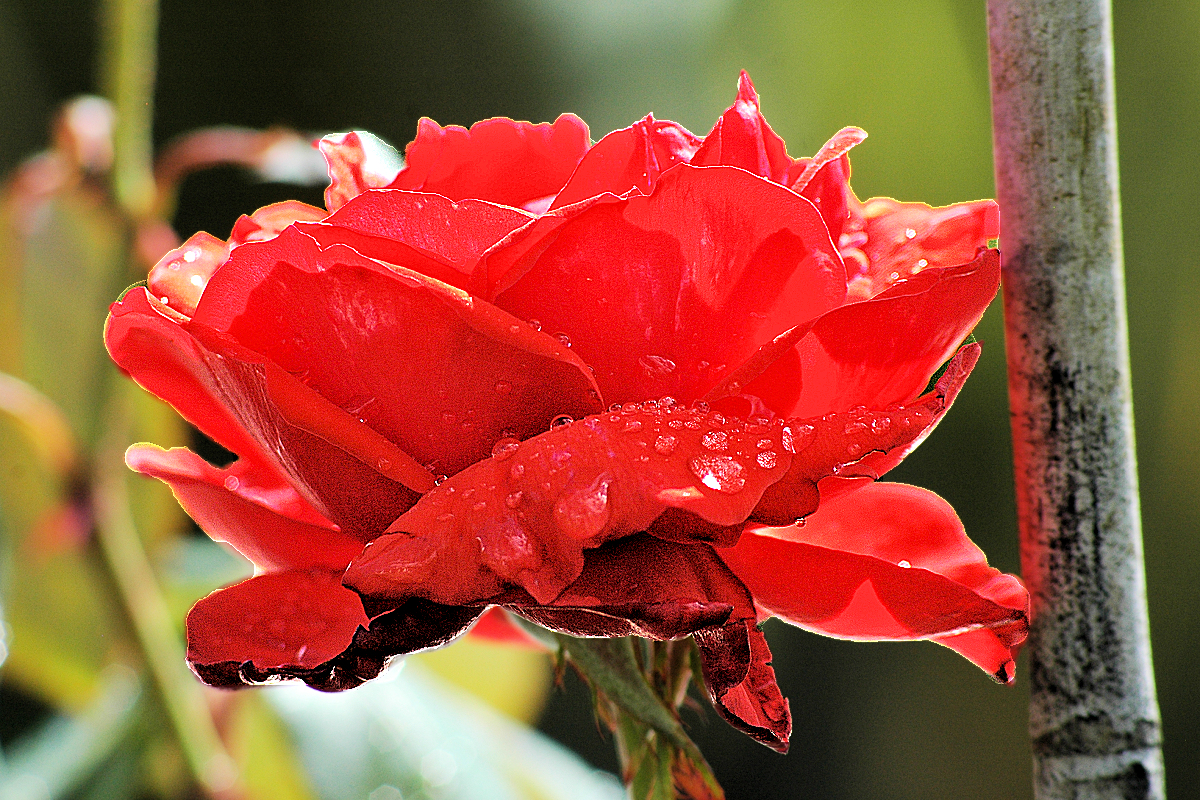 Northland: Wet rose in the garden of a boutique inn. Photo © Home At First, creators of Independent Fly/Drive New Zealand Travel.