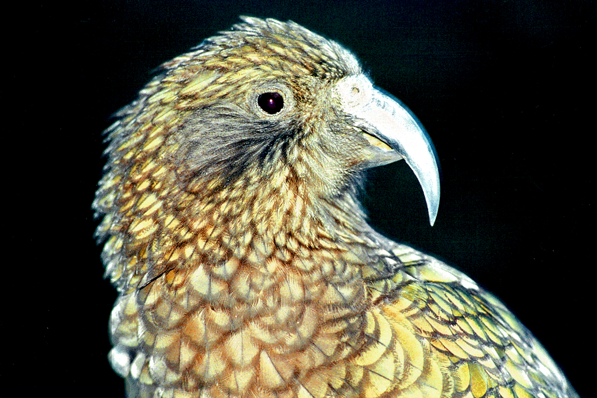 Fiordland: Cheeky Kia at Routeburn Falls Hut. Photo © Home At First.