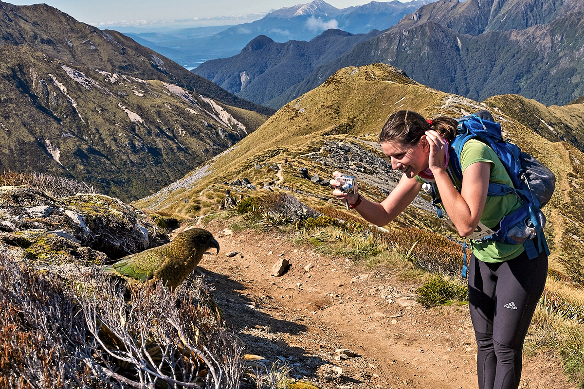 Fiordland - Kea and Hiker on the Kepler Challenge. Southland, New Zealand - Photo Credit Great South.