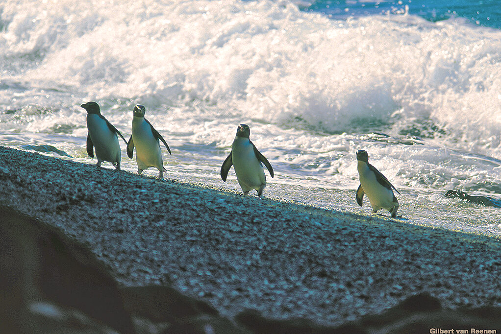 Fiordland crested penguins nest in the rain forest. Photo Gilbert van Reenen NZ Tourism.