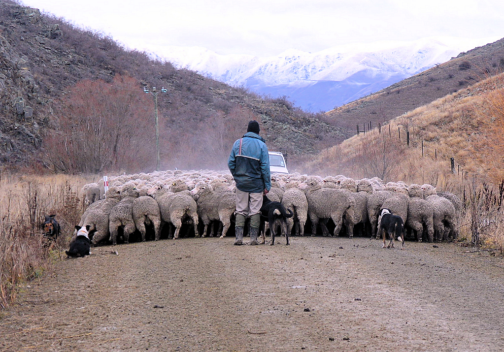 Mackenzie Country - Haldon Rd entrance to Black Forest Sheep Station. Photo southcanterburynz.
