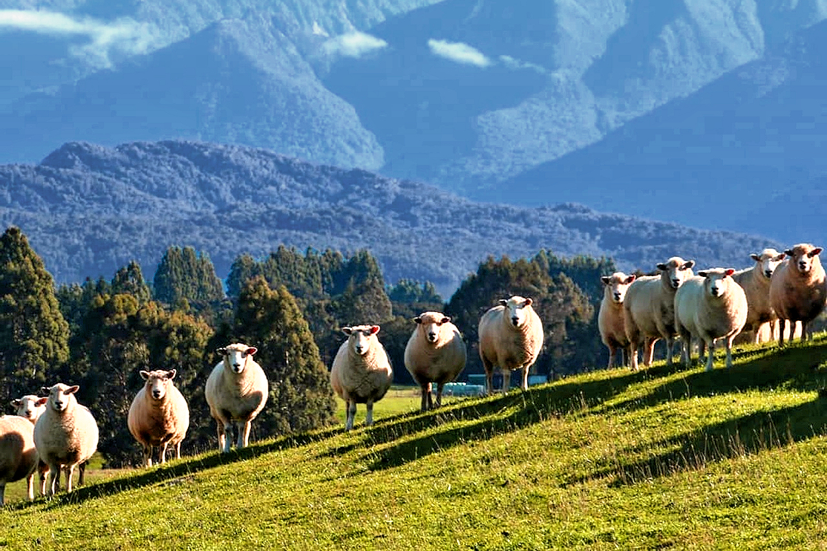 Fiordland: Sheep Farming. Southland,New Zealand - Credit Dusky Ridges.