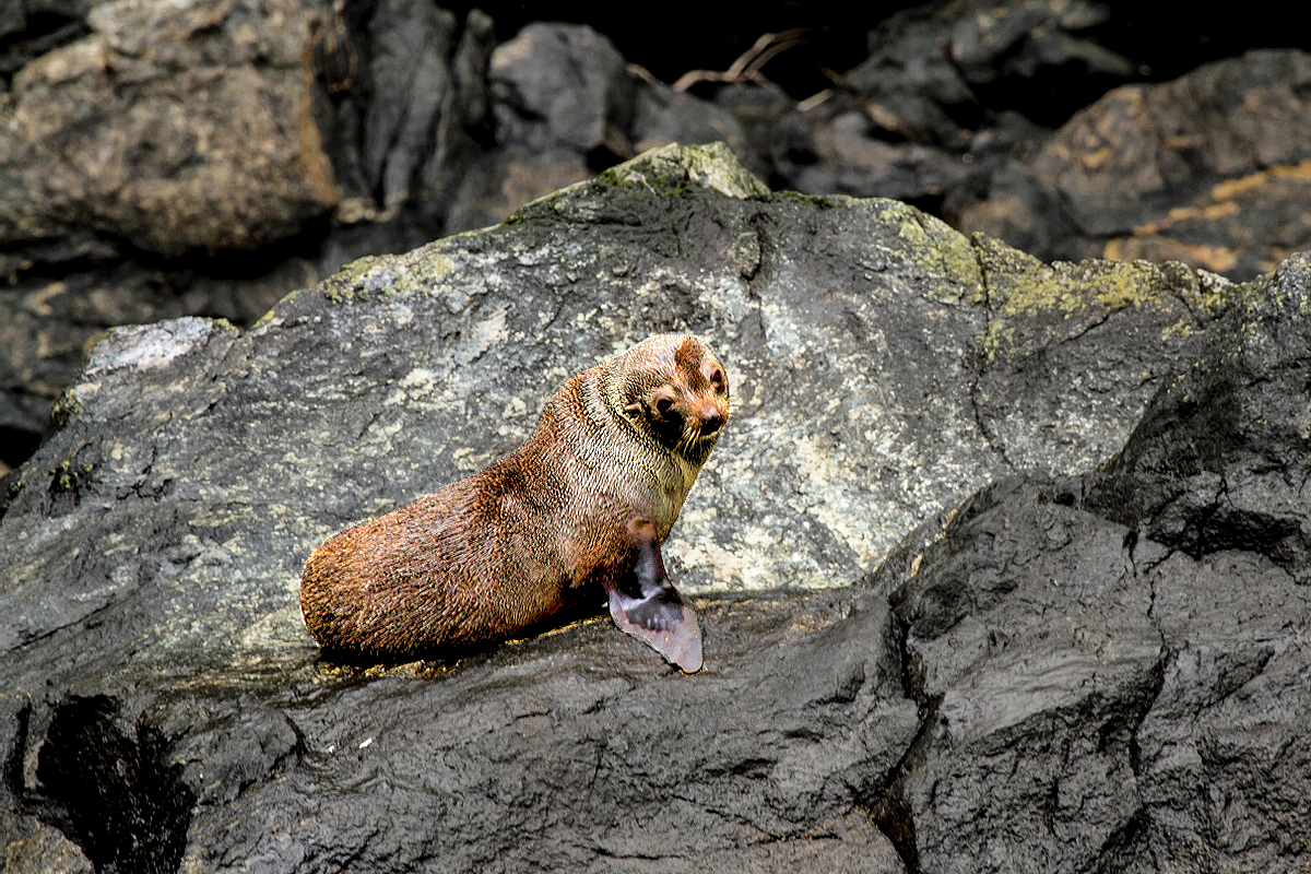 Fiordland: seal on the rock at Milford Sound. Credit Videocopter Southland New Zealand.