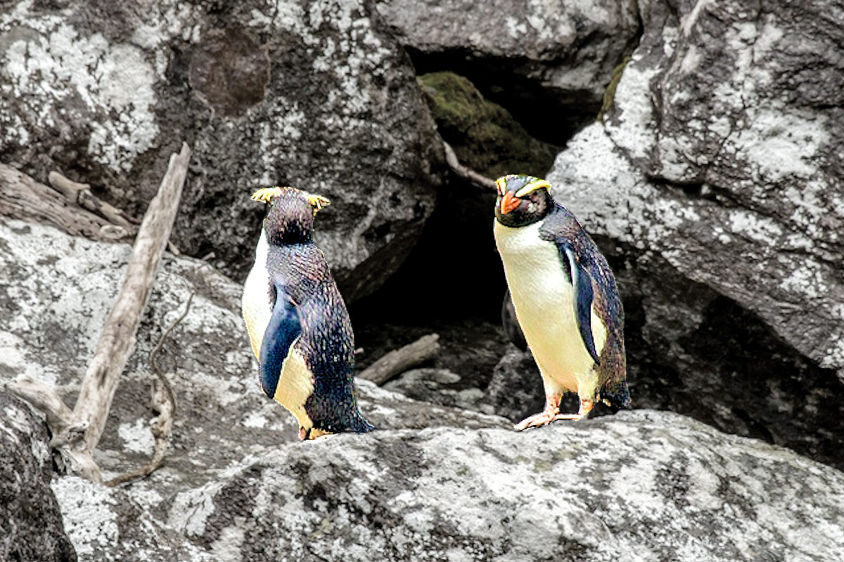 Fiordland: penguins on the rocks at Milford Sound. Southland NZ - Credit Videocopter.