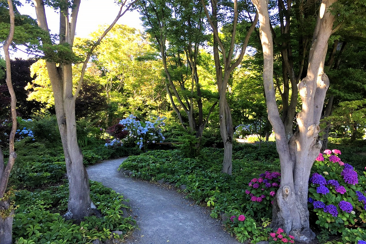 East Coast: Christchurch Botanic Gardens forest path. Photo ChristchurchNZ.