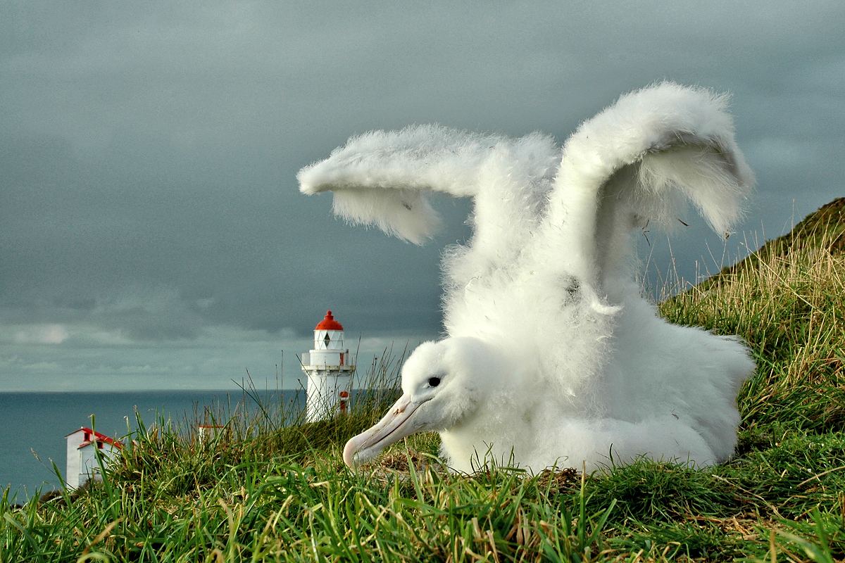 East Coast: Otago Peninsula - Albatross chick. Photo credit DunedinNZ.