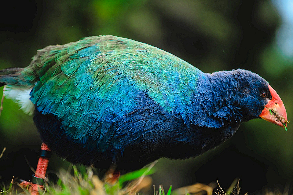 East Coast - Dunedin - Takahe seen at the Orokonui Ecosanctuary - Photo 043 credit DunedinNZ.