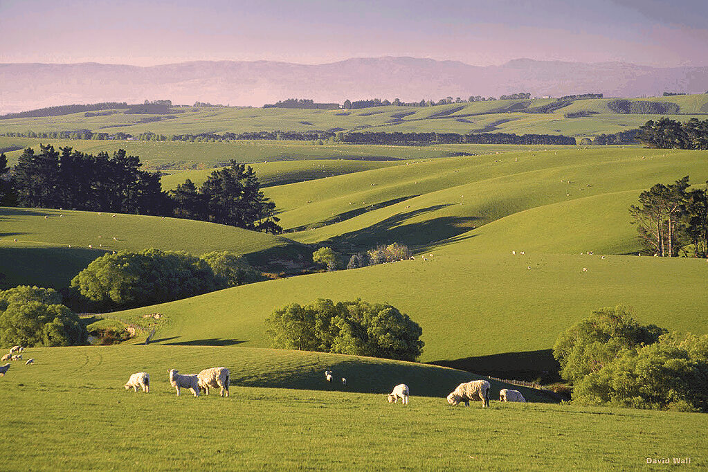East Coast: Dunedin region - Balclutha sheep farm. Photo credit David Wall NZ Tourism.
