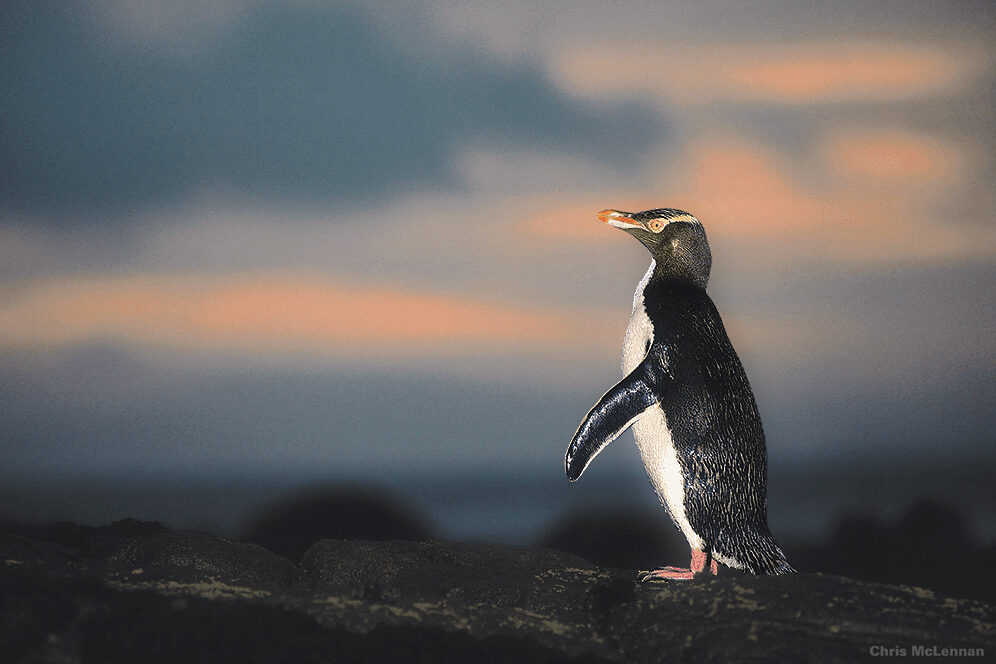 East Coast: Dunedin region - Otago Peninsula - Yellow-Eyed Penguin. Photo credit Chris McLennan NZ Tourism.