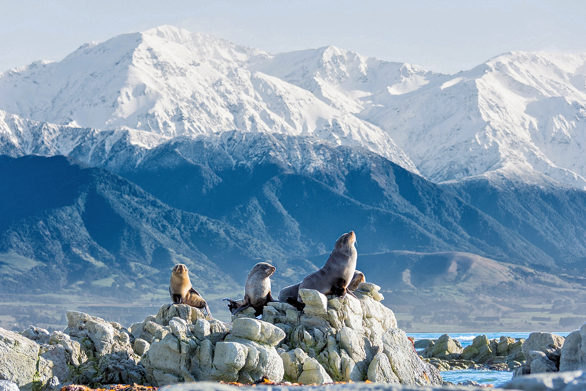 East Coast - Kaikoura - Seals with Kaikoura Range. Photo by Kyle Mulinder NZ Tourism.