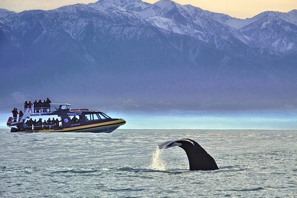 Kaikoura whale watching tour.