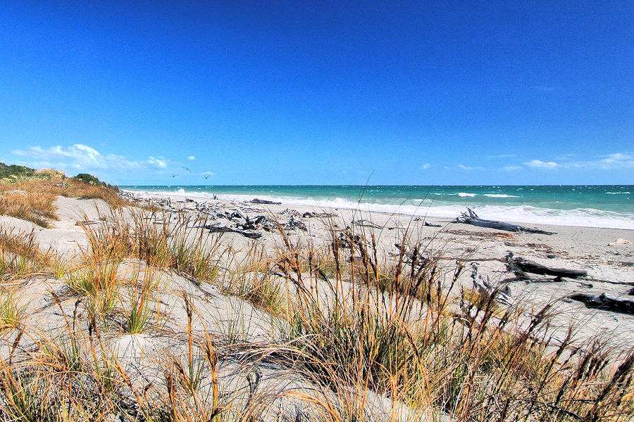 Westland: wild Tasman Sea beach with driftwood. Photo © Home At First.