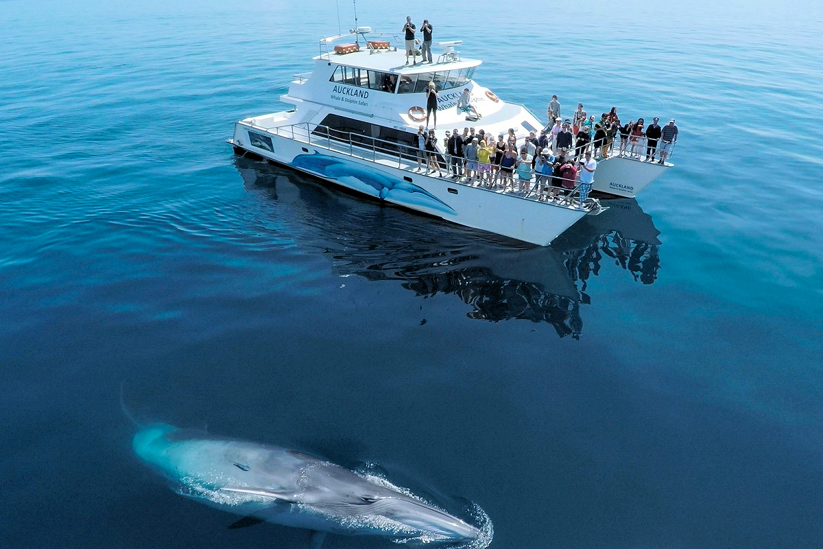 Auckland: Waitemata Harbour Whale Watching. Photo Auckland Whale and Dolphin Safari.