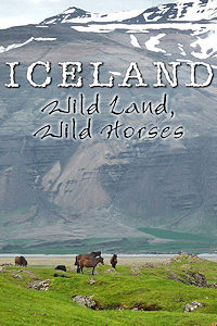 ICELAND - Wild Land Wild Horses - 060715P1070959 - 200x300 72dpi - J. Mraz Photo © Home At First ICELAND - Wild Land Wild Horses. J. Mraz Photo © Home At First.