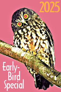 Early-Birds Get More for Less! Early-Birds Get More for Less!